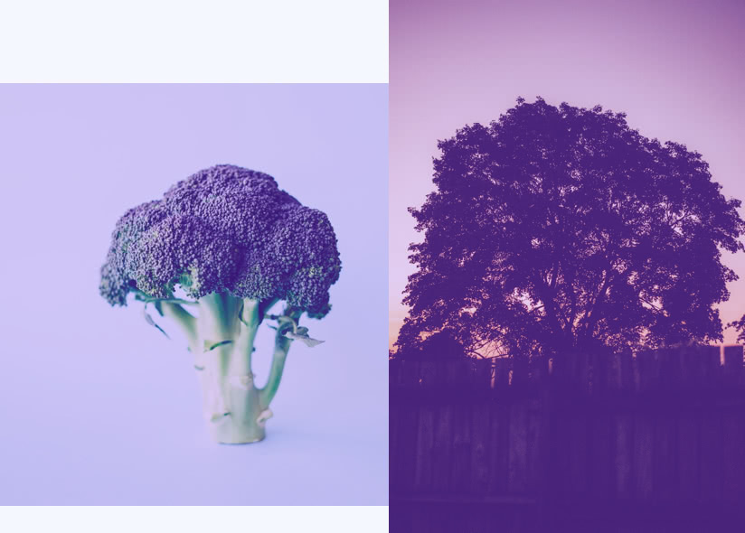 gini-concept-broccoli-tree_g